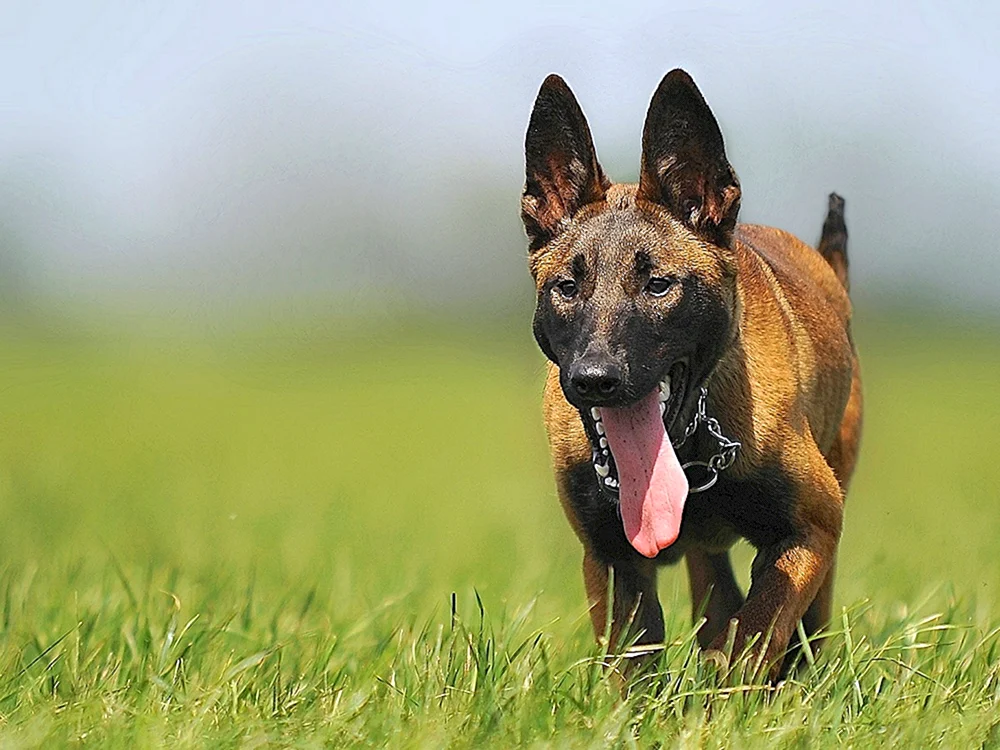 Belgischer Schäferhund Malinois