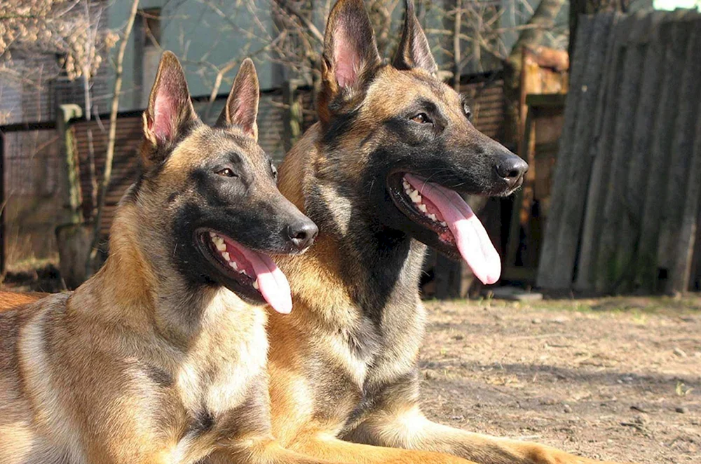 Hund Belgischer Schäferhund Malinois.