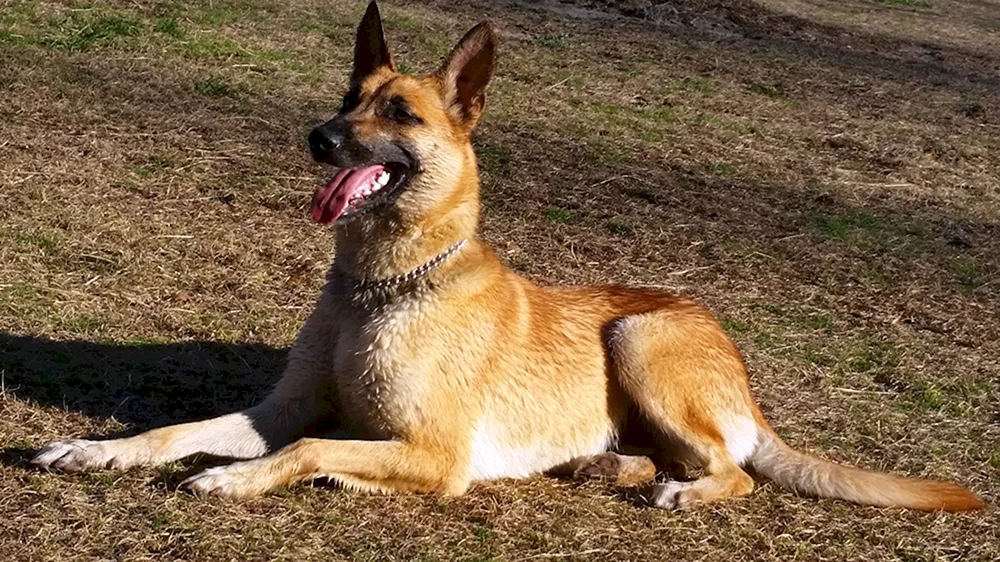 Belgischer Schäferhund Malinois