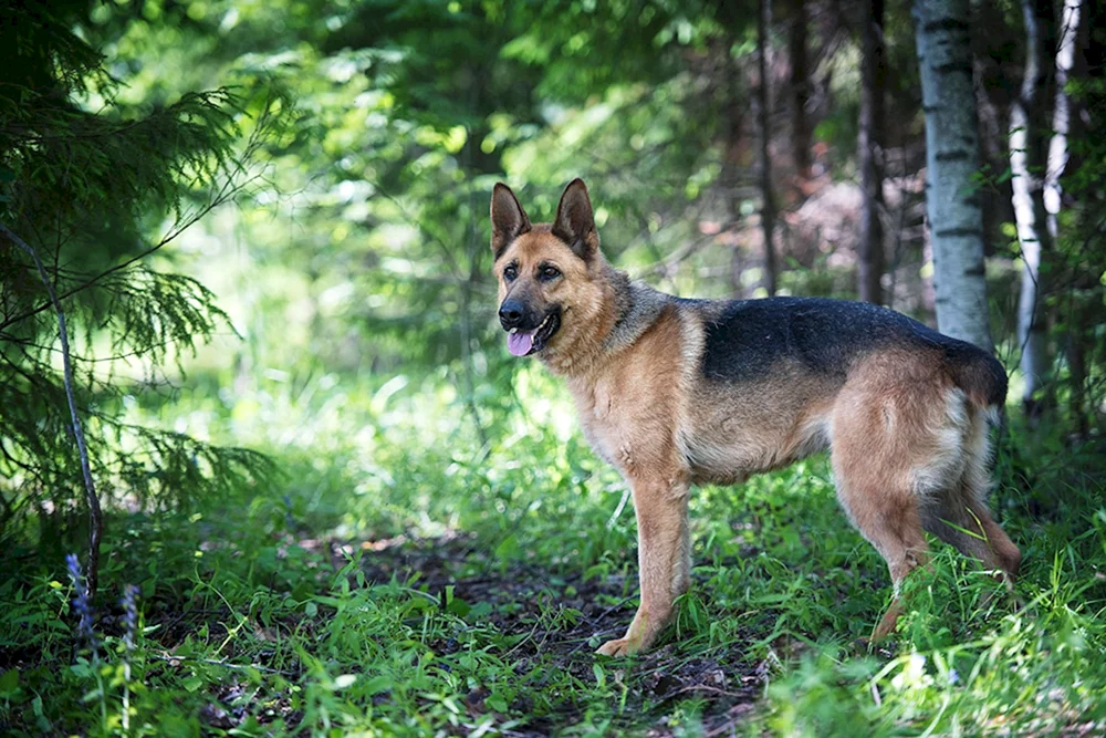 Belgischer Schäferhund Malinois