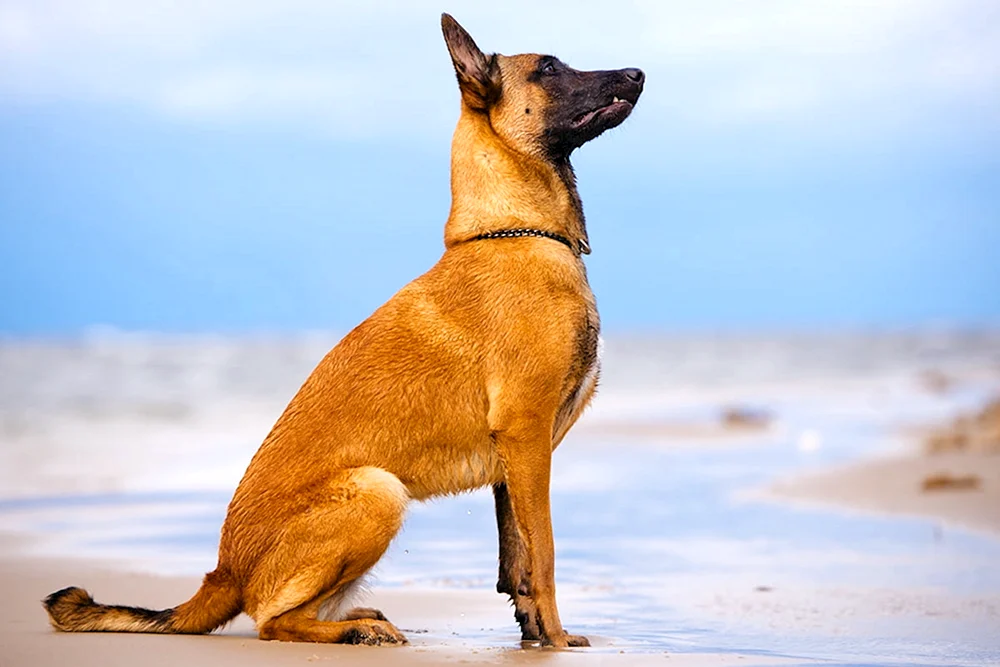 Belgischer Schäferhund Malinois