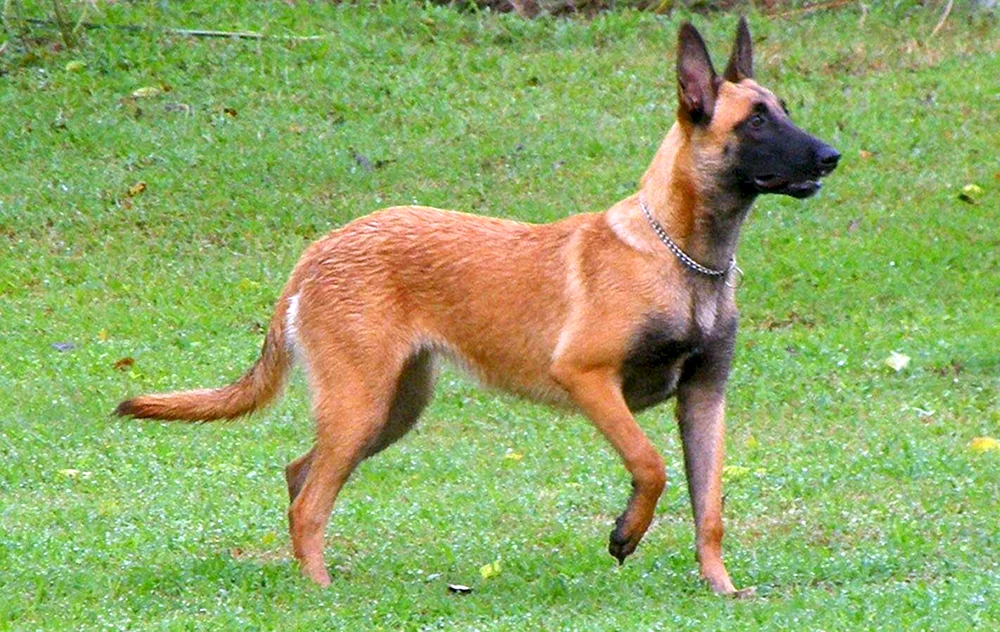 Belgischer Schäferhund Malinois