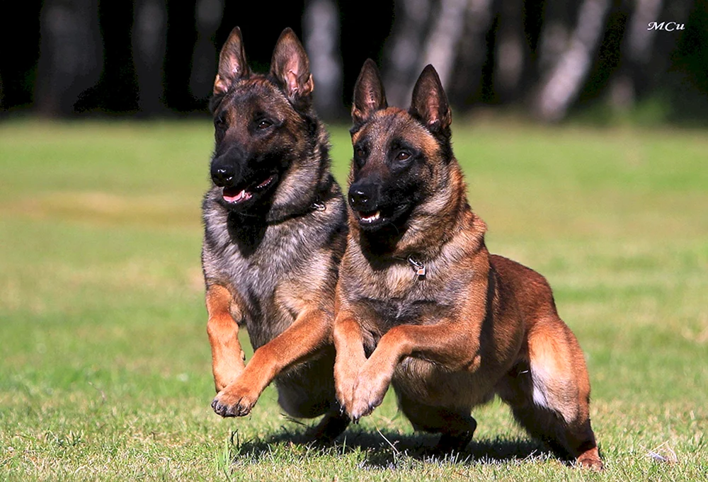 Belgischer Malinois