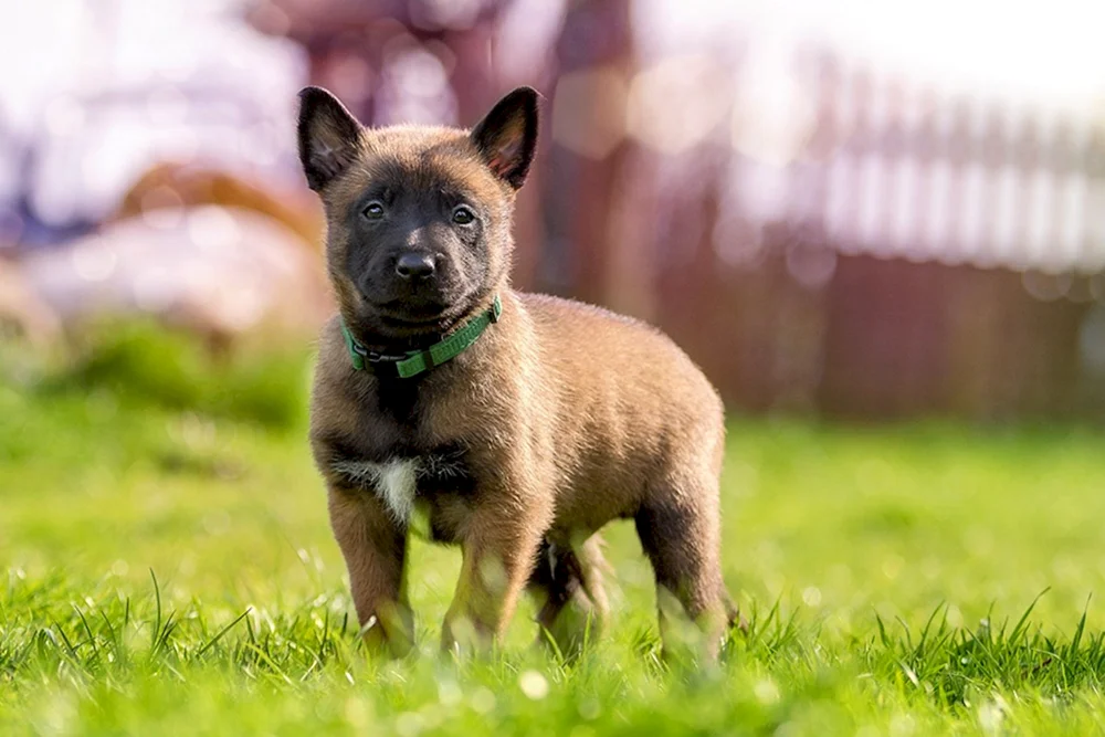 Belgischer Malinois