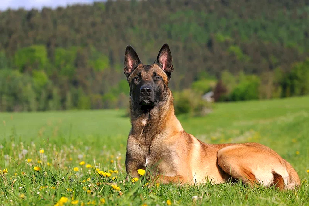 Belgischer Schäferhund Malinois