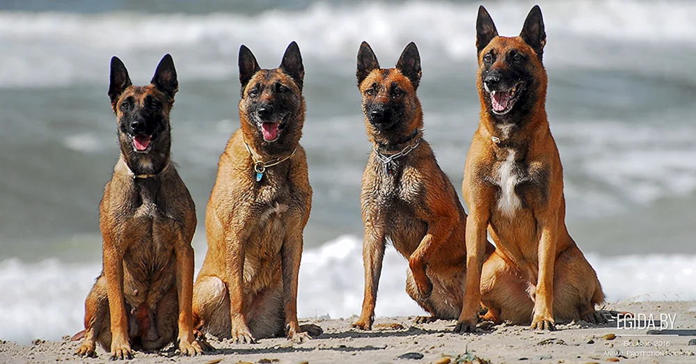 Belgischer Schäferhund Welpe