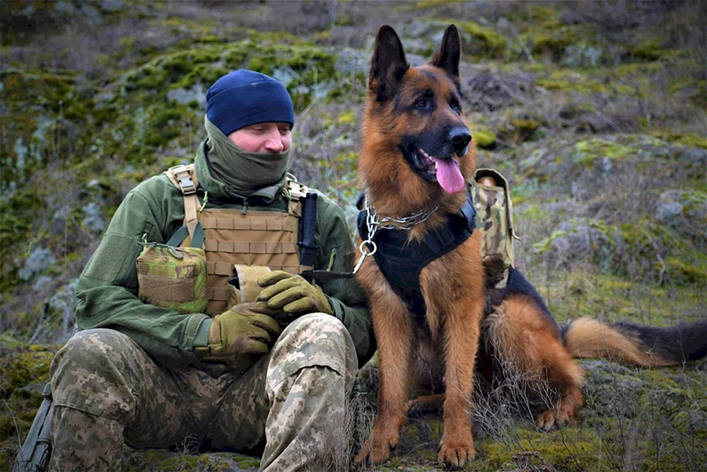 Belgischer Schäferhund Malinois Spetsnaz