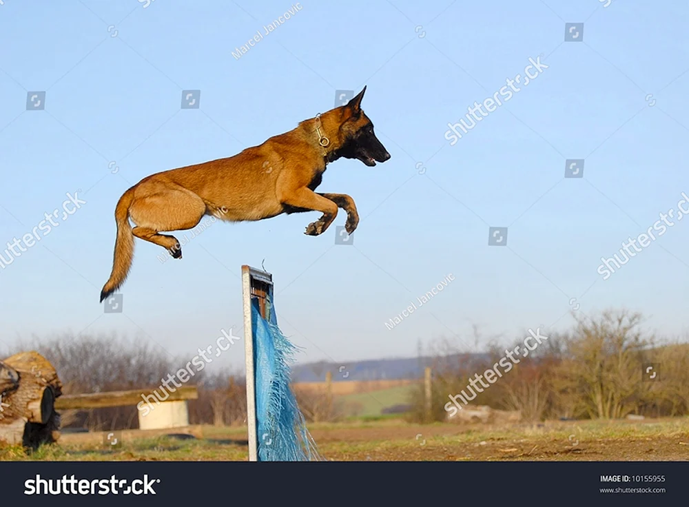 Belgischer Schäferhund Malinois im Springen