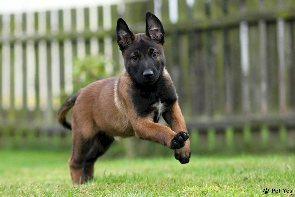 Belgischer Schäferhund Malinois