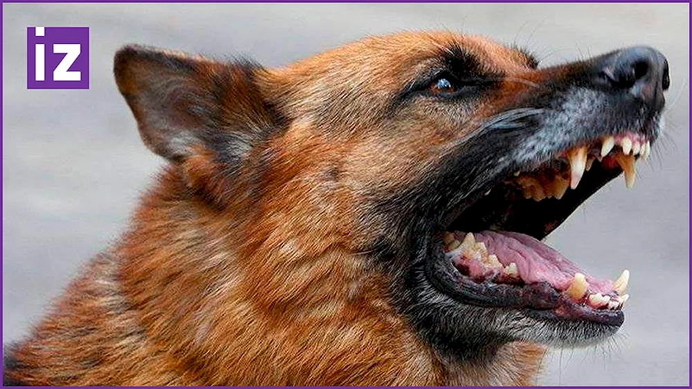 Deutscher Schäferhund böse