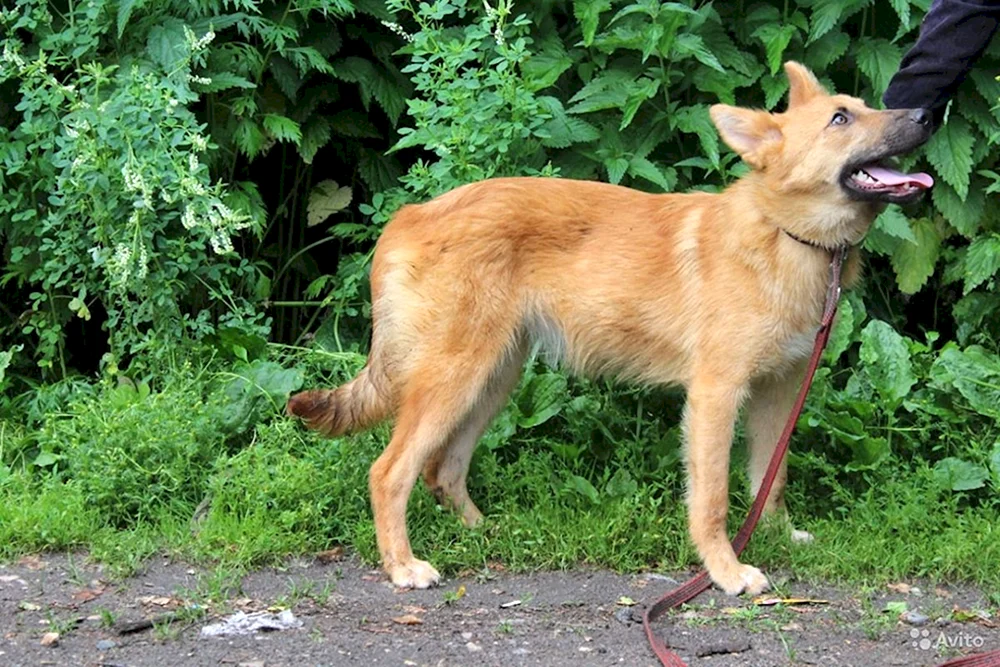 Belgischer Roter Schäferhund