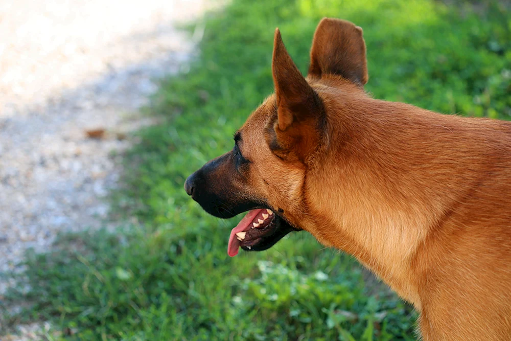 Belgischer Schäferhund rot