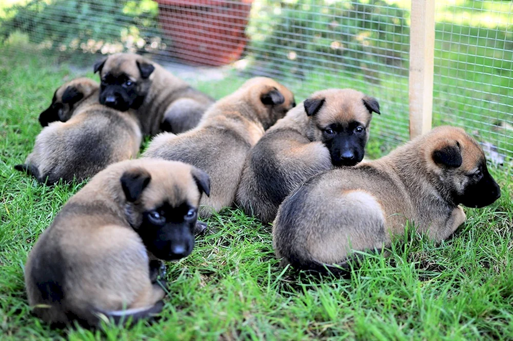 Belgischer Schäferhund Welpe