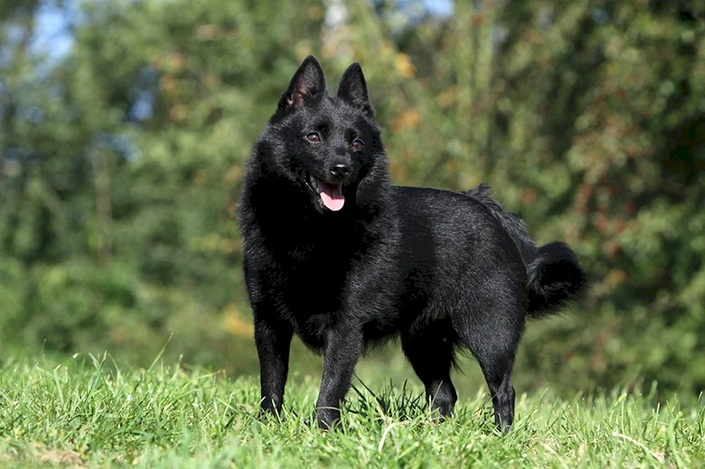 Belgischer Schäferhund Schipperke