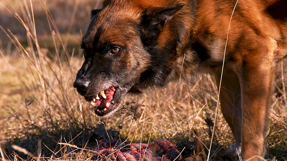 Belgischer Schäferhund böse