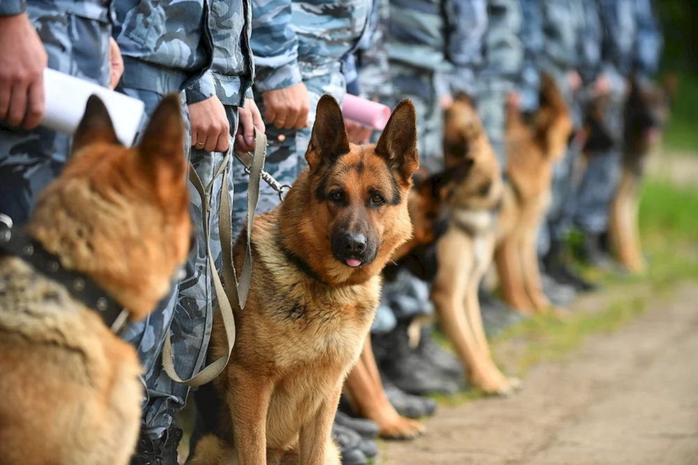 Belgischer Schäferhund bei Kynologen