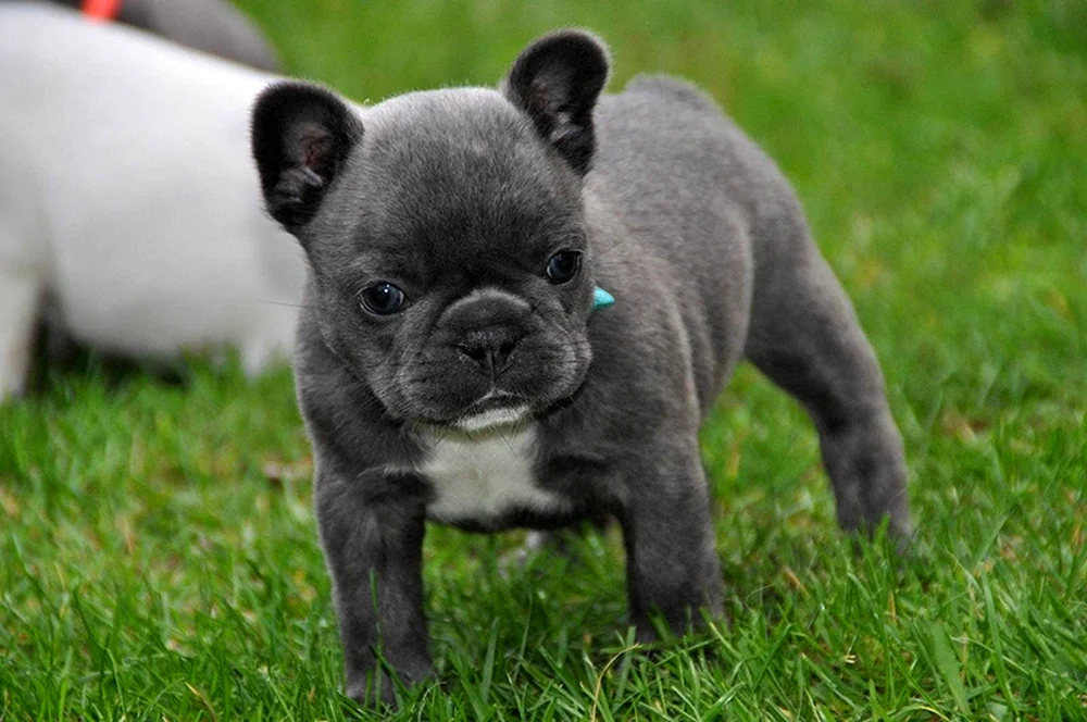Belgische Bulldogge