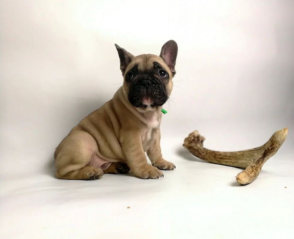 Belgische Bulldogge
