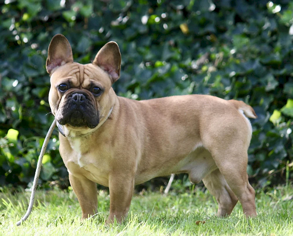 Boxer Hunderasse