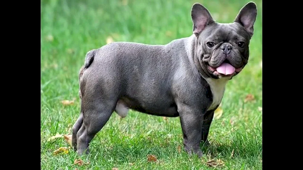 Belgische Bulldogge