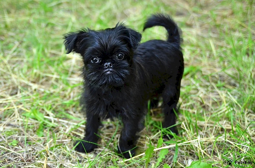 Brüsseler Griffon