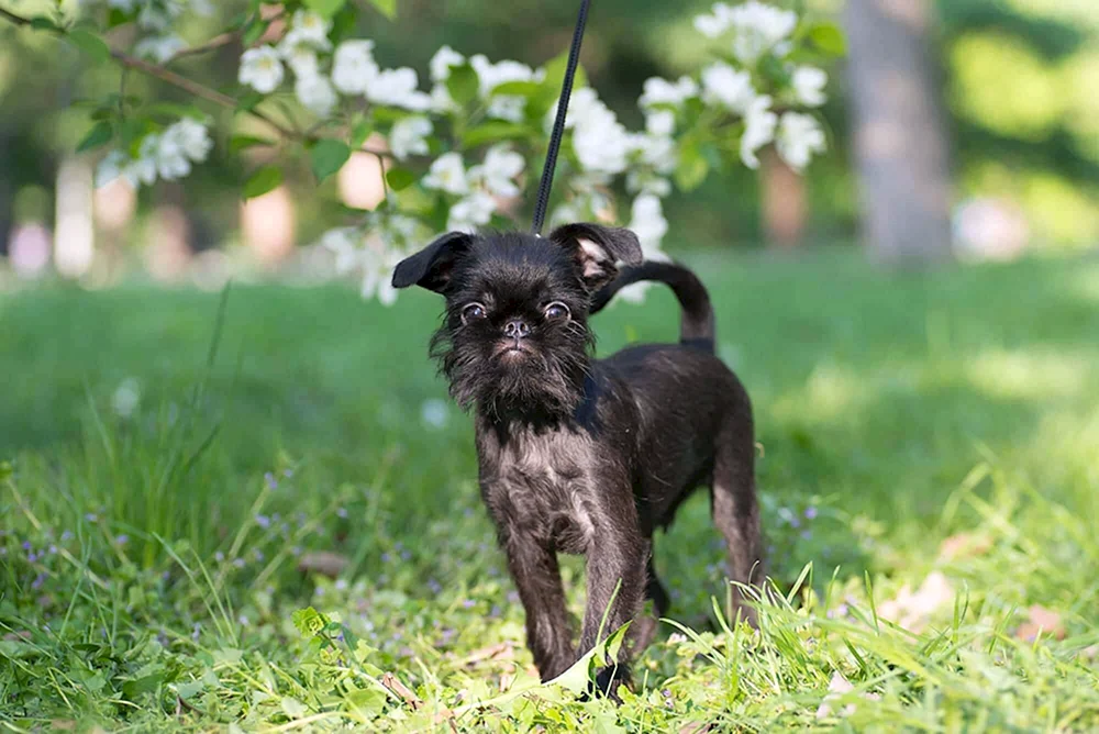 Belgischer Griffon Hund