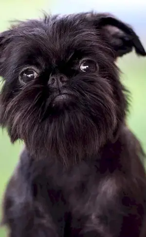 Belgischer Griffon