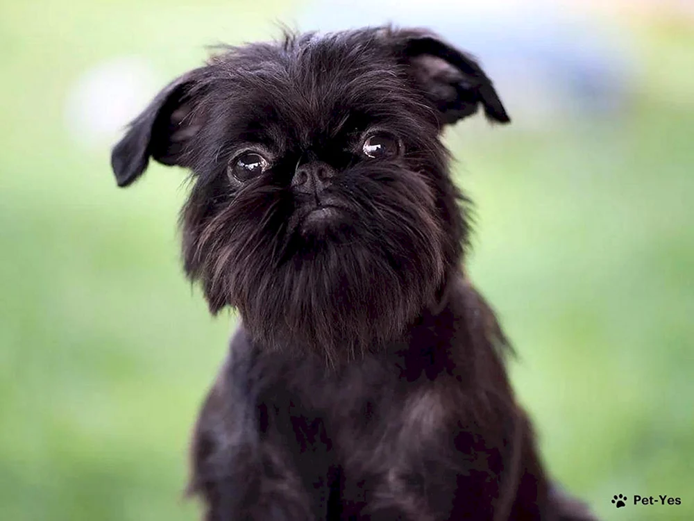 Belgischer Griffon