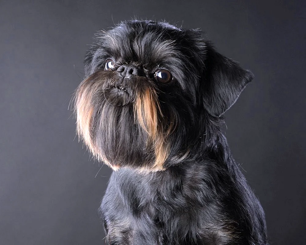 Brüsseler Griffon
