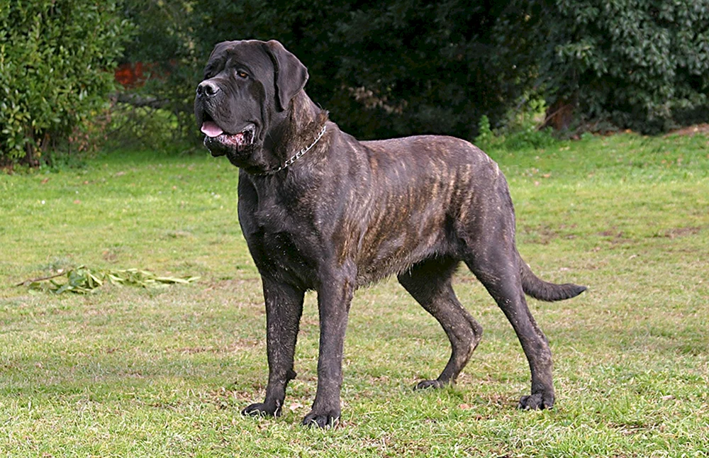 Englischer Mastiff