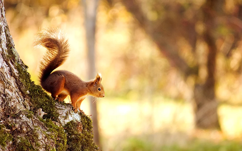 Eichhörnchen