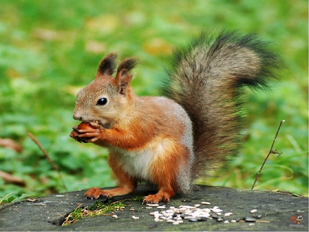 Eichhörnchen