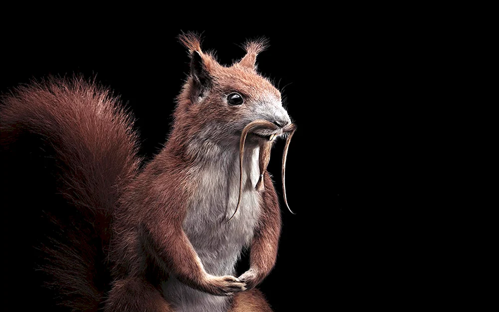 Eichhörnchen