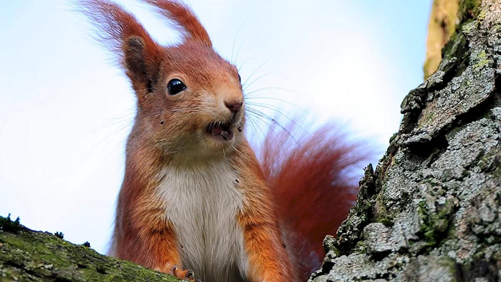 Ein eiszeitliches Eichhörnchen