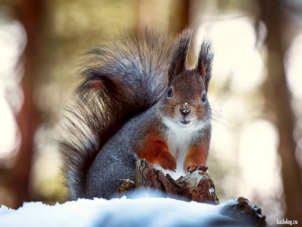 Golden-bellied Squirrel