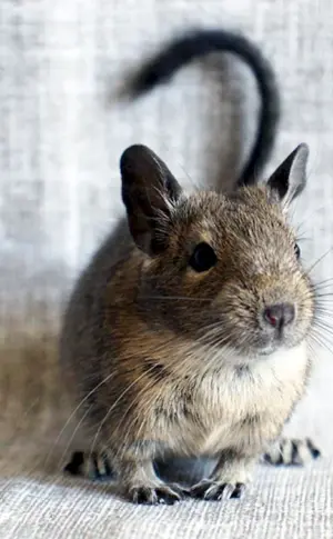 Eichhörnchen degu