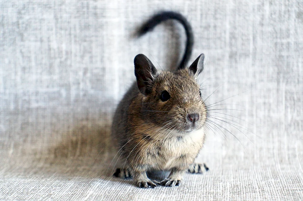 Eichhörnchen degu