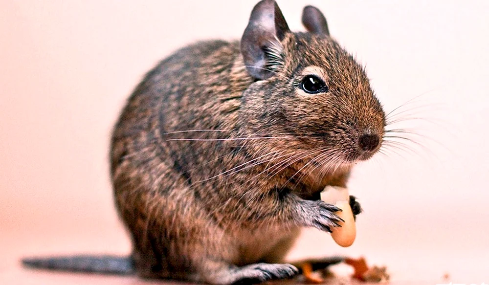 Eichhörnchen degu