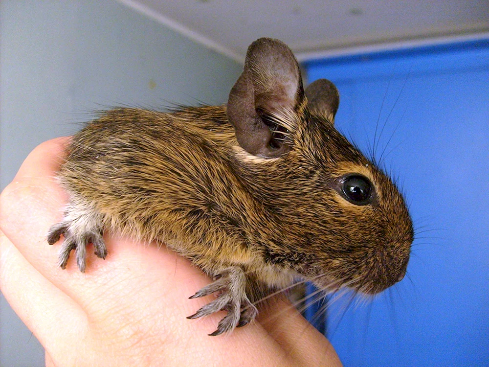 Eichhörnchen degu