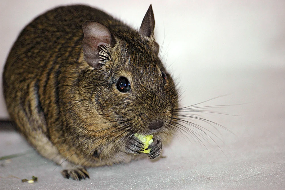 Eichhörnchen degu