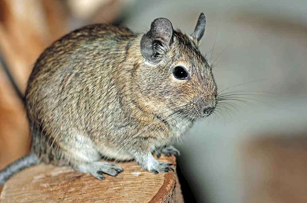 Eichhörnchen Degu