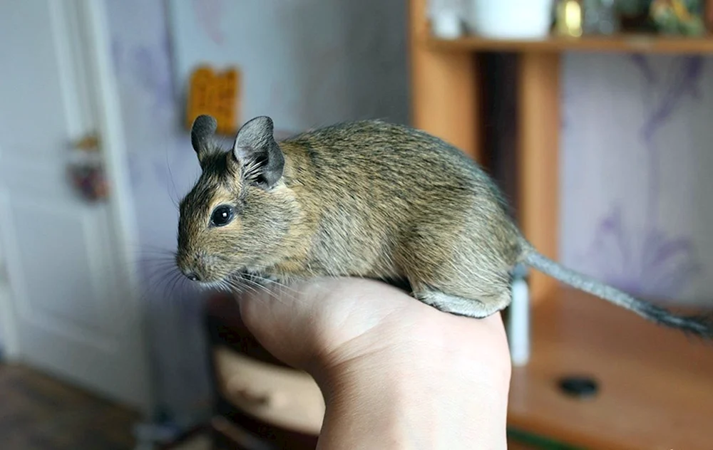 Eichhörnchen degu
