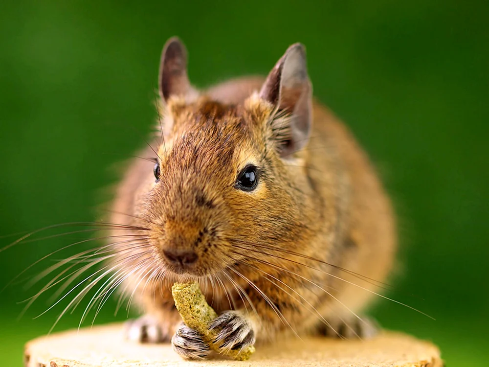 Chilenisches Eichhörnchen degu