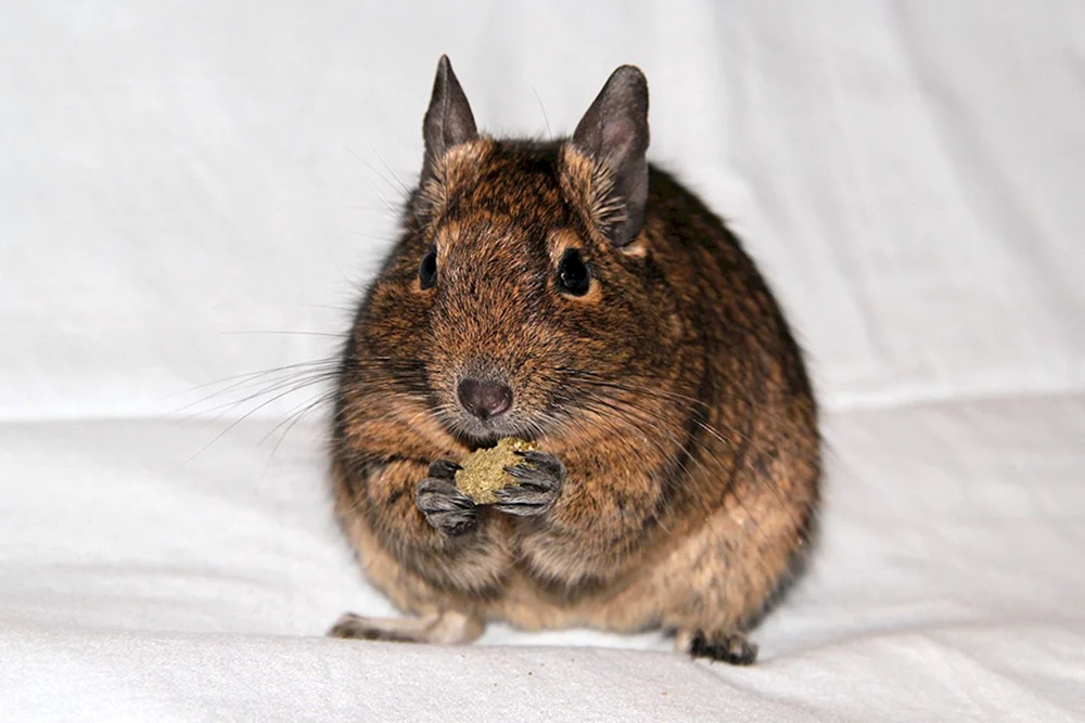 Eichhörnchen degu
