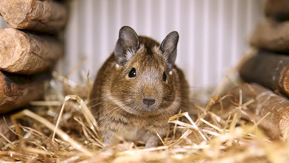 Degu Eichhörnchen.