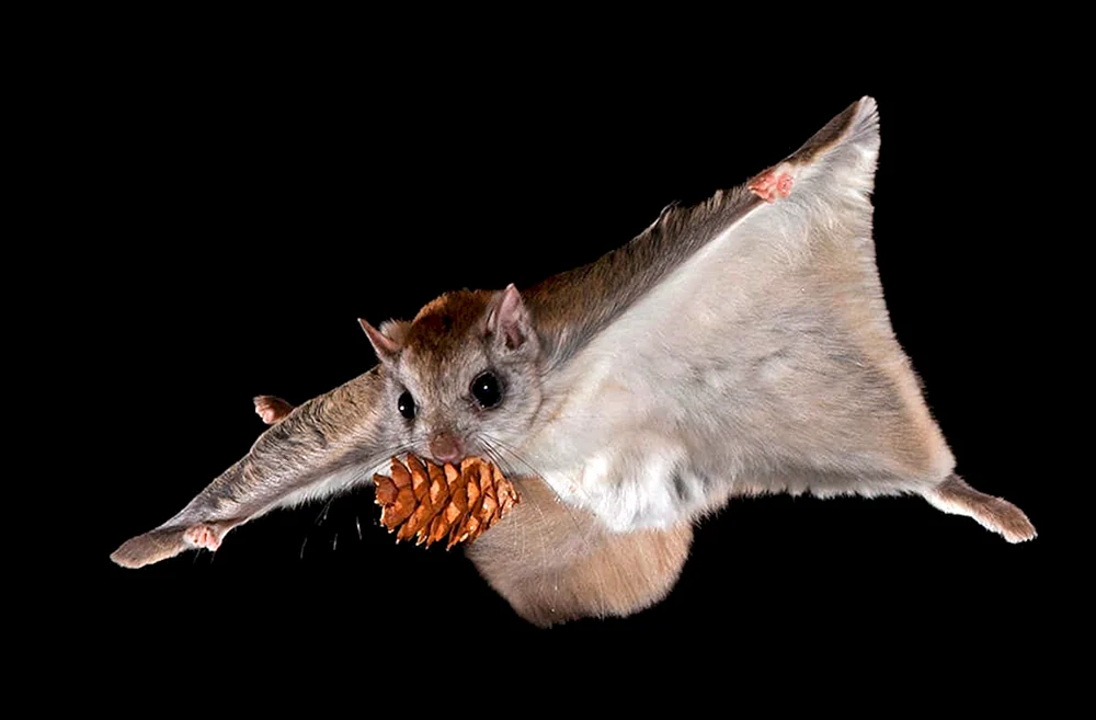 Das sibirische Flughörnchen