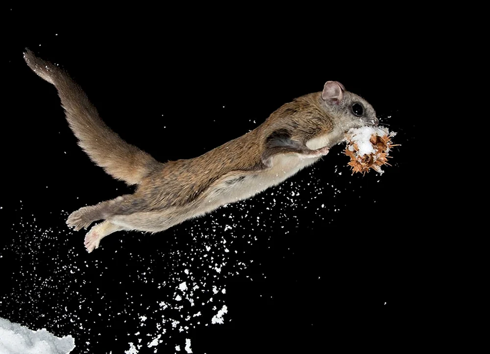 Sibirisches Flughörnchen