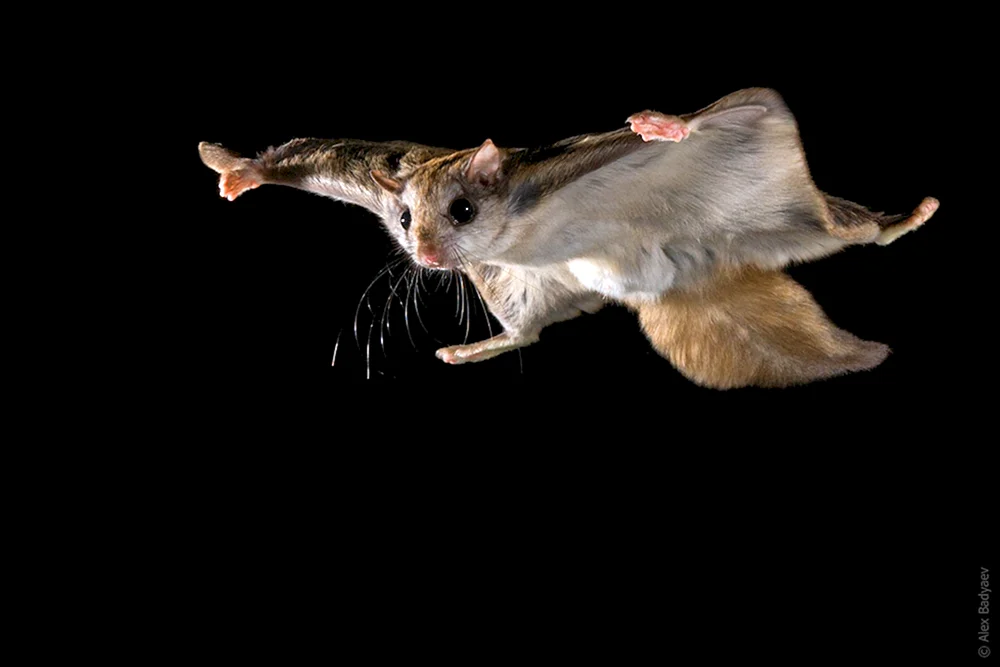 Sibirisches Flughörnchen