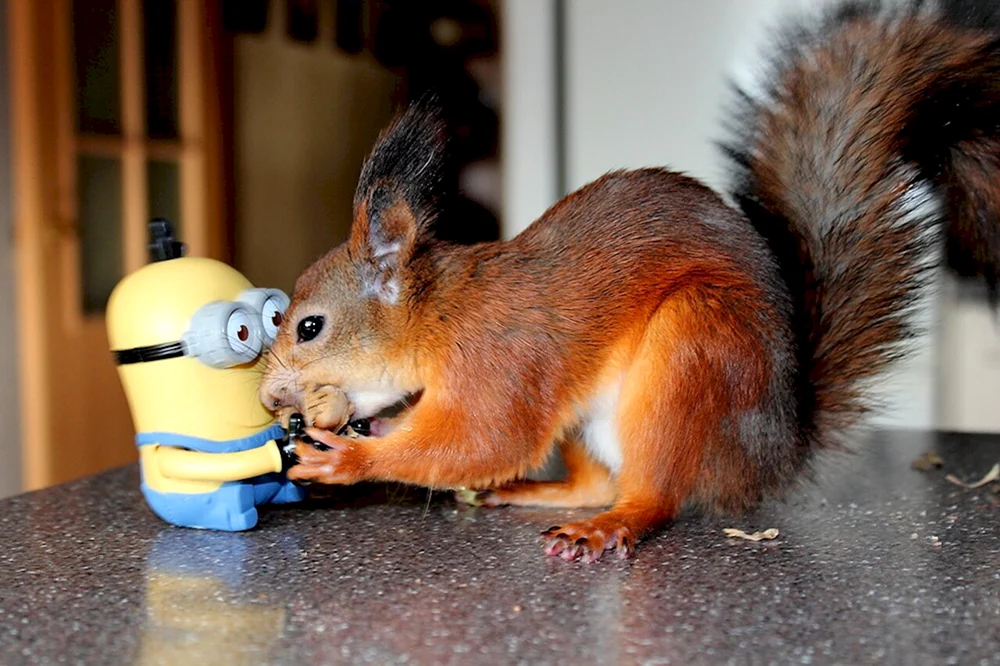 Kaukasisches Eichhörnchen