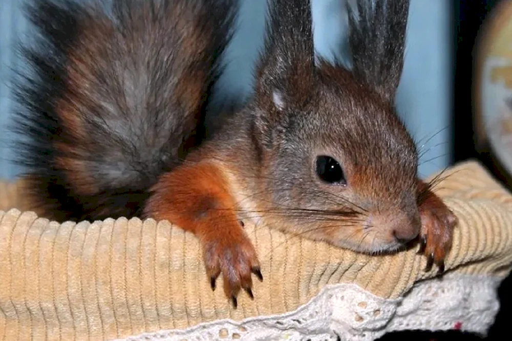 Haushaltshörnchen